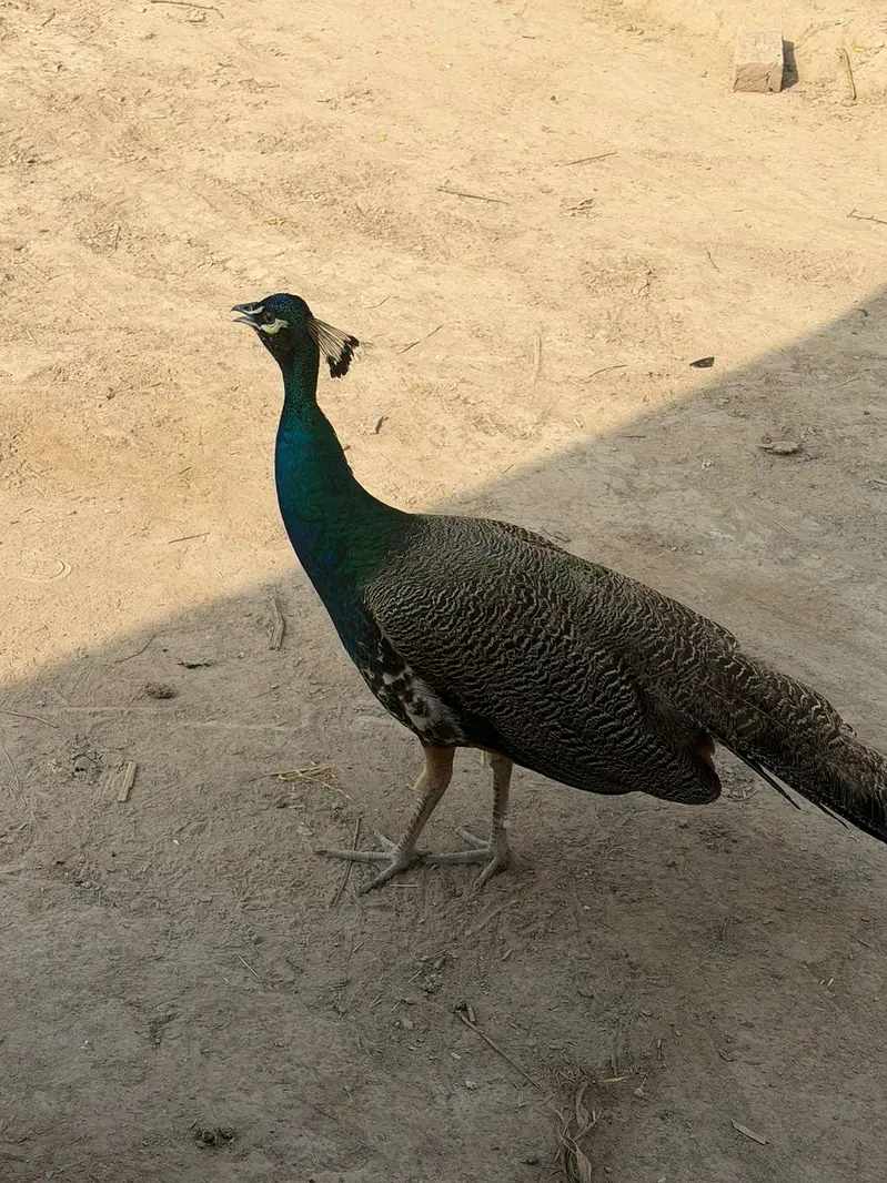 Peacock — photo 2