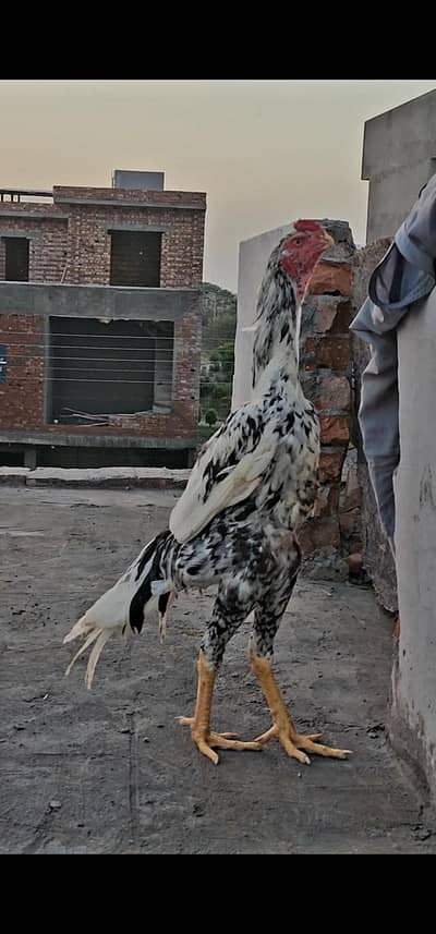 aseel shamo and parrot beaks