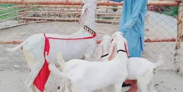 3 bacchon wali bakri gulabi for sale call""03228636148