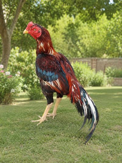 Pure Mainwali Breeder Aseel Murgha For Sale