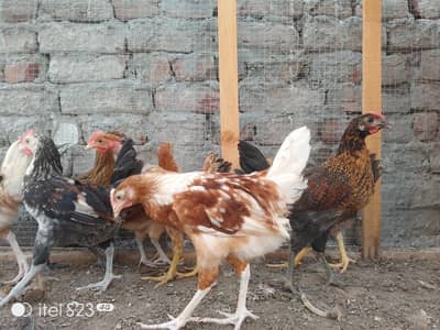 Golden misri chicks| Desi Murgi| Desi Chuzay| Golden Misri Hen