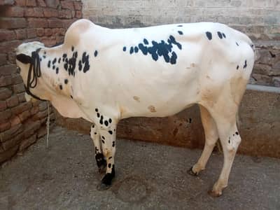 Fata jangi wacha