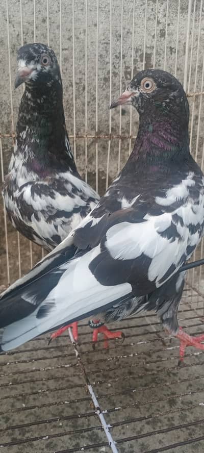 Pure Rampuri Quality pair