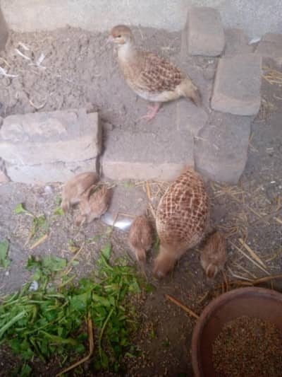 Irani bchye for sale