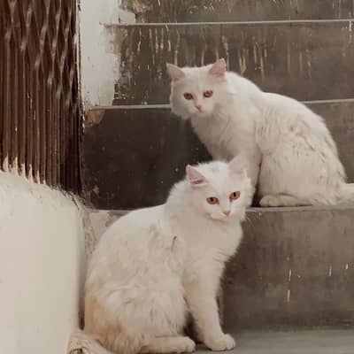 beautiful Persian cat. with kittens
