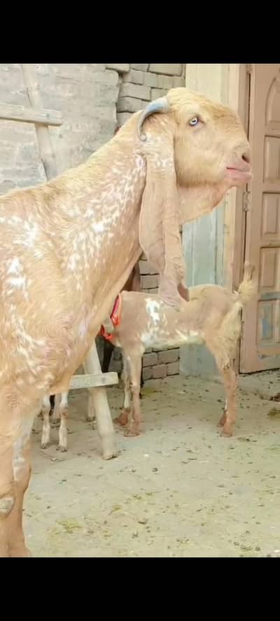 makhicheena breedor quality excellent age 4