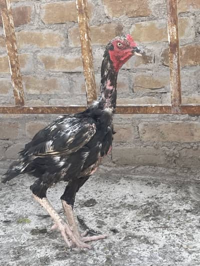 black java aseel for sell