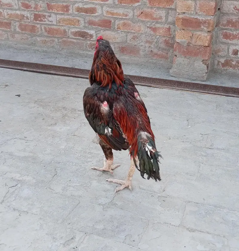 Aseel lakha murga — photo 2