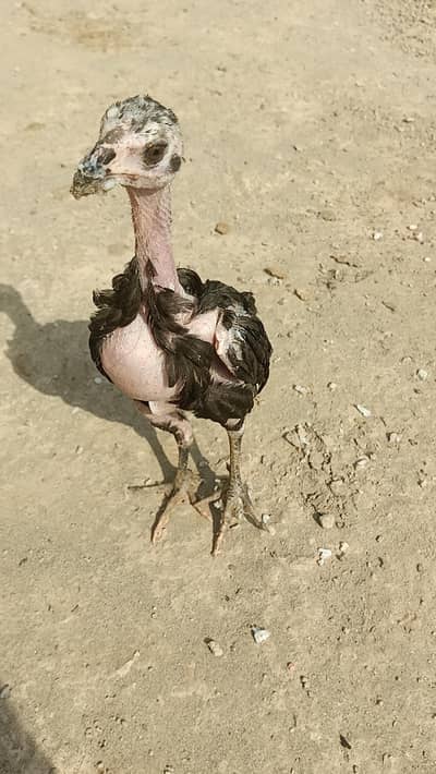 Aseel murga murgi patha pathi chicks