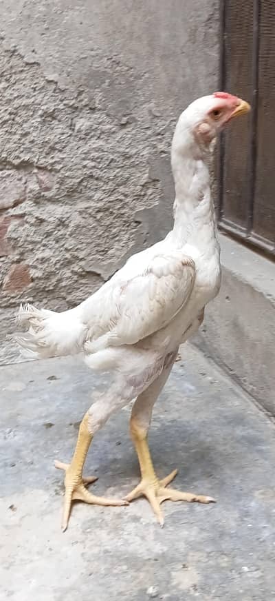 white shamo chick /king size pure blood line