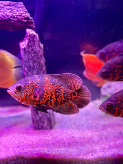 Healhty and active fishis for sell