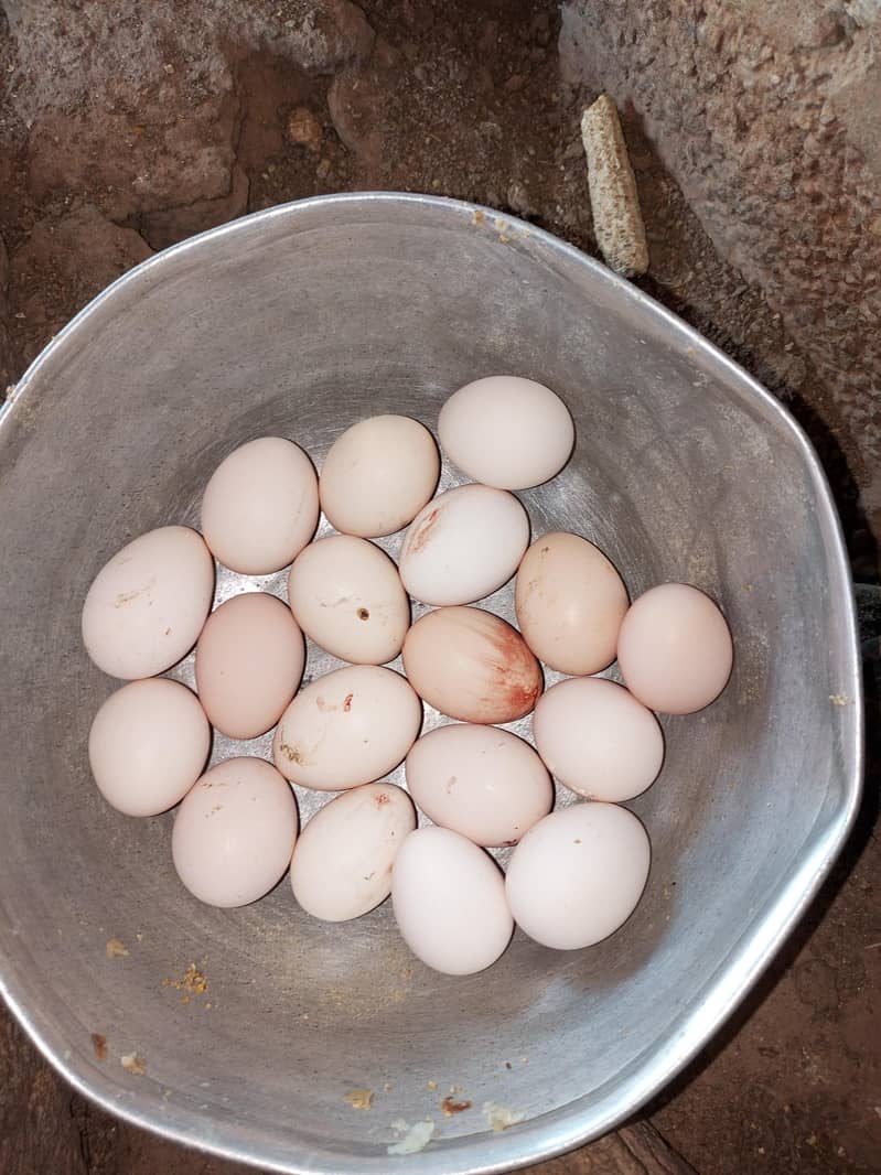 desi eggs available 0