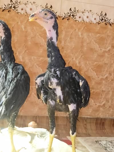 Aseel mianwali super active / 1 male chick 4000 and pair 7500