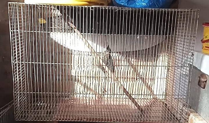 2 Cage 1