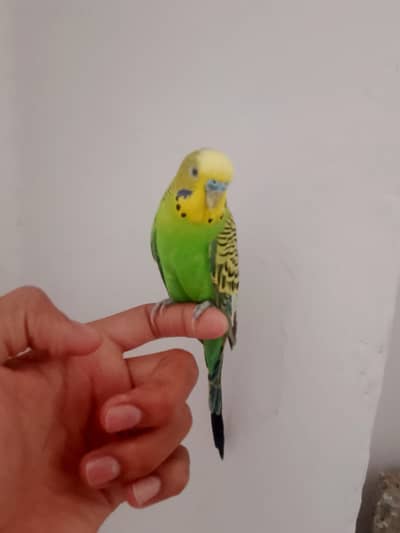 hand taim parrot for sale