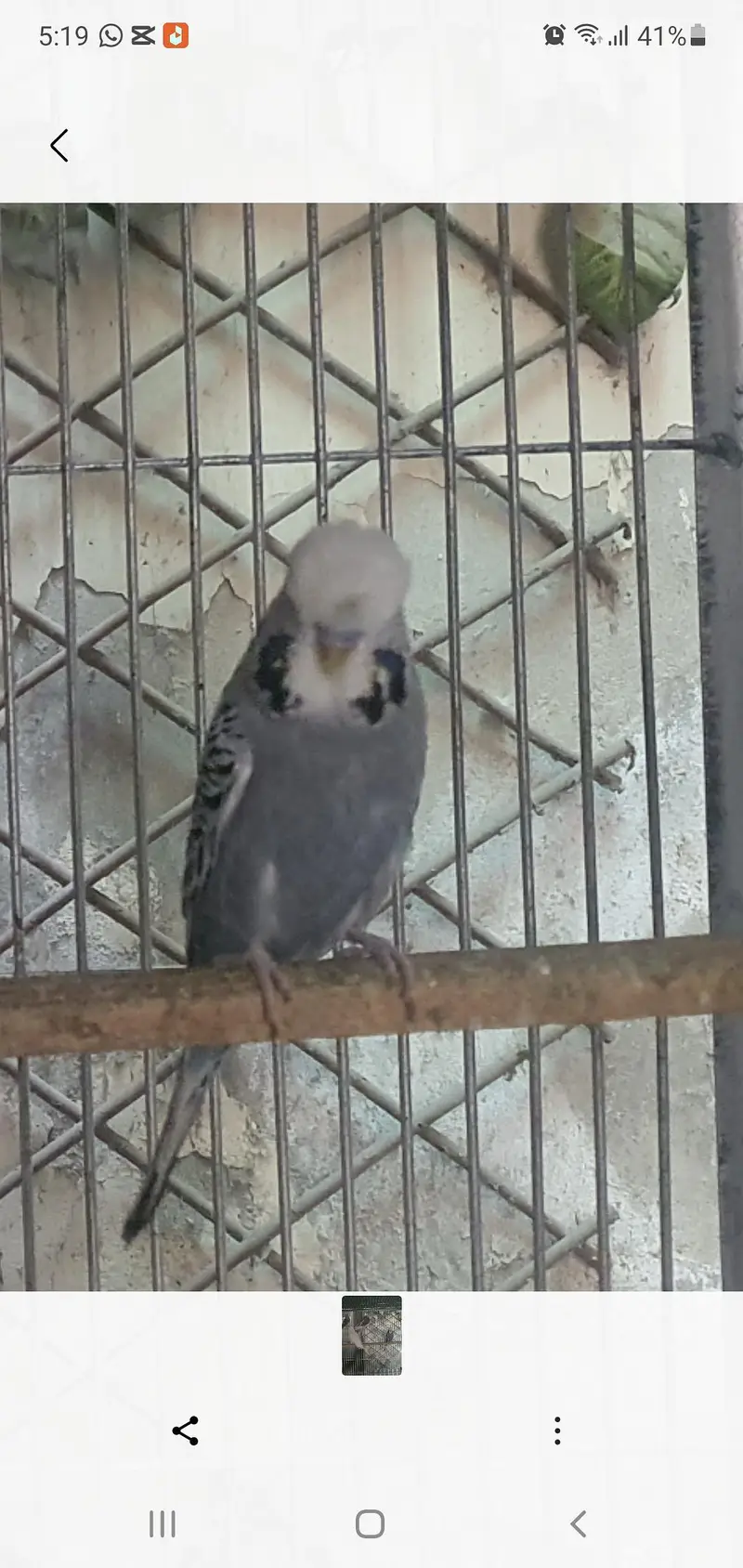 budgie and cocktail — photo 5