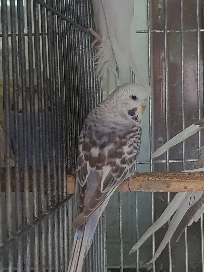 budgie and cocktail — photo 6