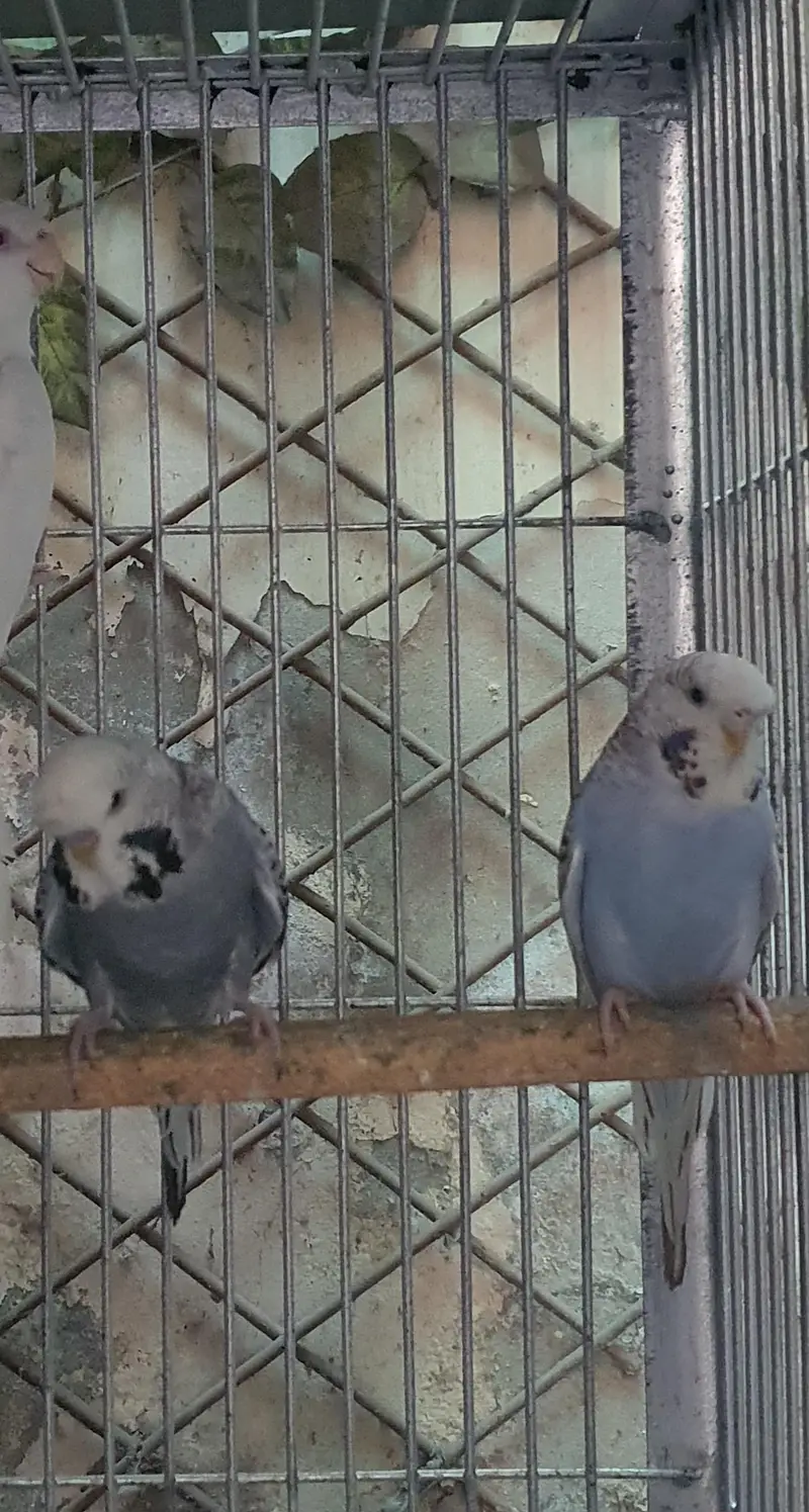 budgie and cocktail — photo 7