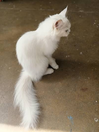 Persian female ready to bread.