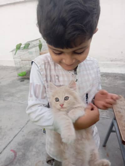 Persian kittens in four different colors