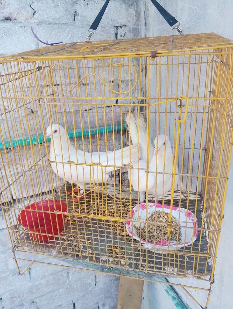 جوڑا ہیں سفید کلر میں پینجرہ بھی ساتھ ملے گا 0