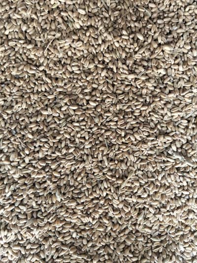wheat sale