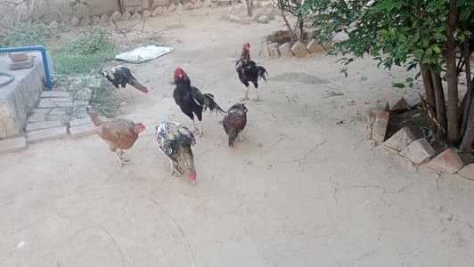 Pure Mianwali for sale
