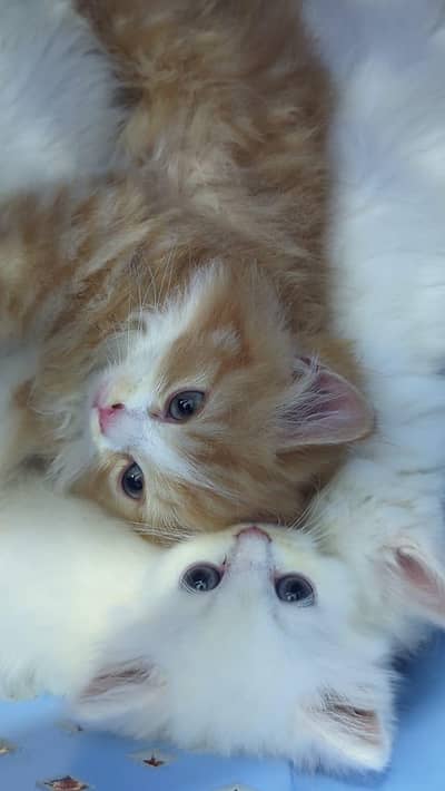 Cute Persian kitten looking for new home