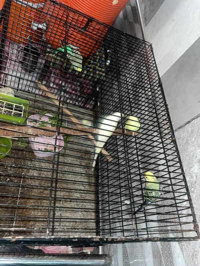 budgies for sale