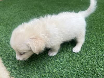 Pure Double coated Russian Dog for sale Golden Dog