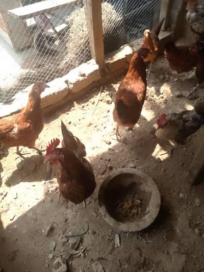 2 hens ha anday dati ha