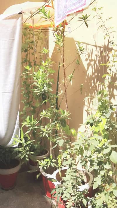 different plant for sale