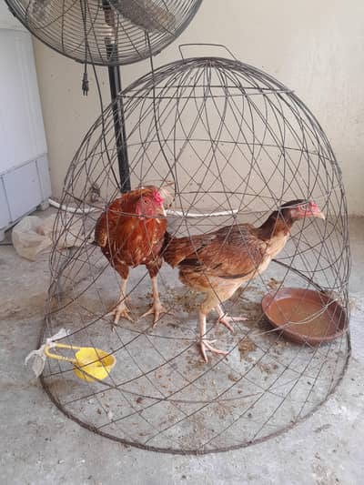Aseel Pair Just in 6000 only