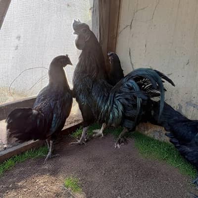 ayam cimani chicks