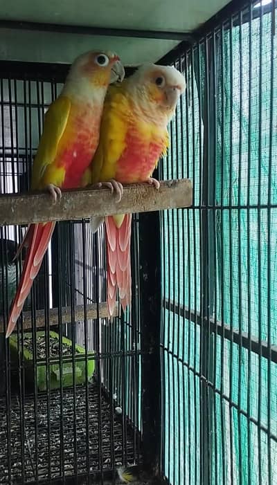 Suncheek and Blue Turquoise conure breeder and adult pair for sale