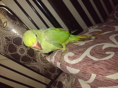 ringneck parrot baby 4  months