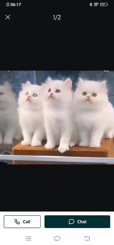 Persian cat for sale male or female my WhatsApp3214390746