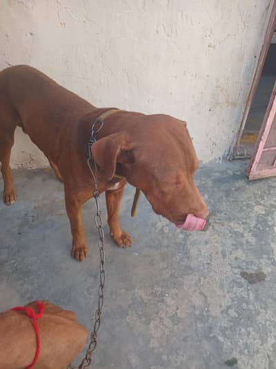 Labrador breed