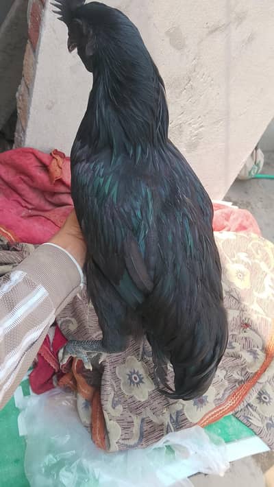 pure Ayam Cemani pair for sale _ grey Tung healthy and active