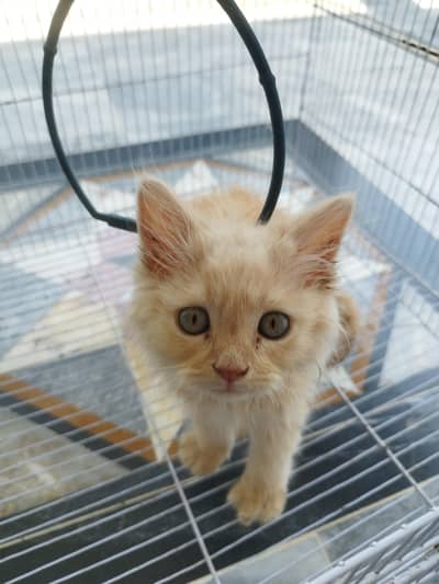 Persian Breed