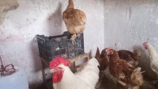 hens mix breed ka set hai