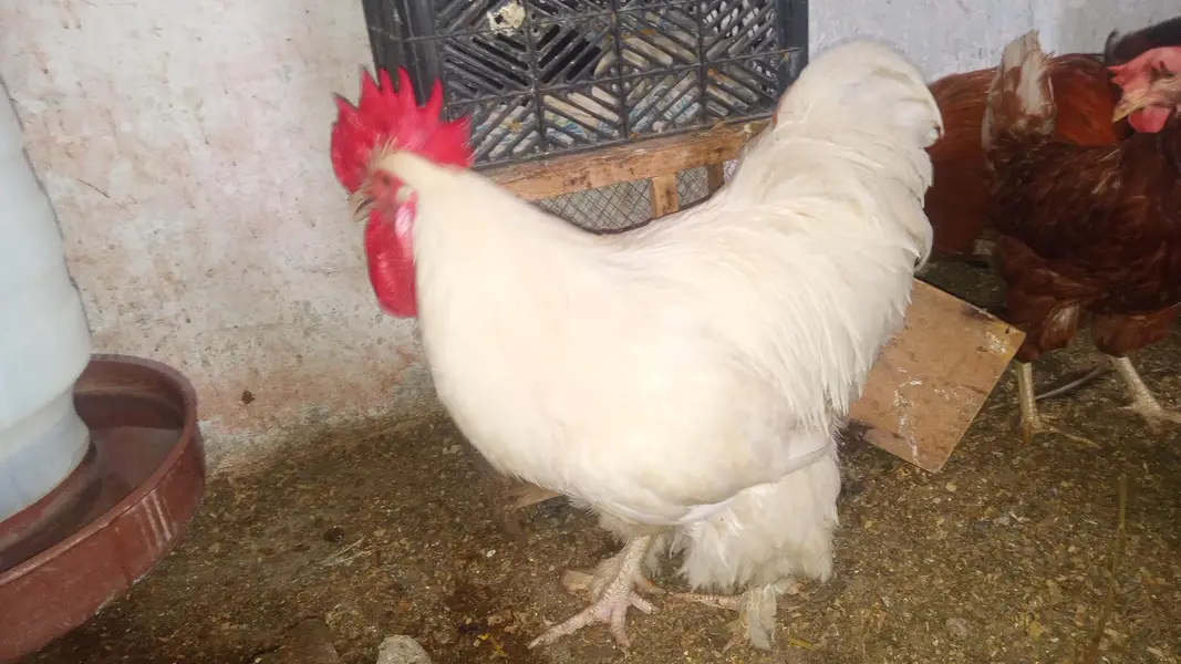 hens mix breed ka set hai — photo 2