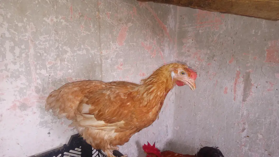 hens mix breed ka set hai — photo 3