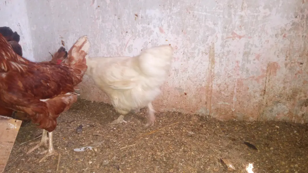 hens mix breed ka set hai — photo 5
