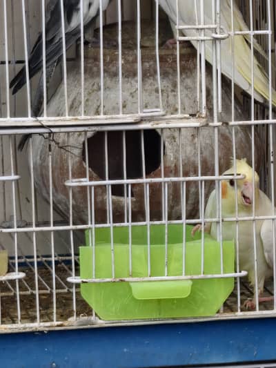 Cocktail Breeders Pairs