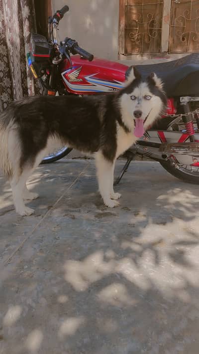 Pure Siberian husky