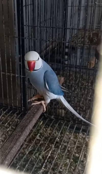 Ringneck Clear head, clear tail breeder pair. With history
