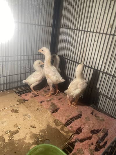 White shamo chiks avalible