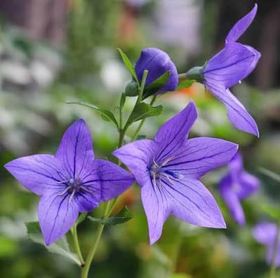 cook driver helper