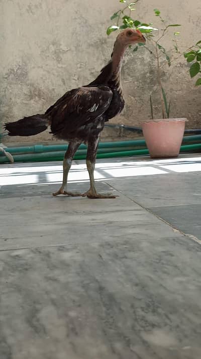 Thai pakoda cross male